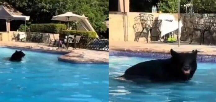 Oso se da un chapuzón en la alberca de un hotel de Nuevo León