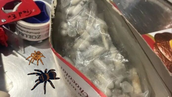 Decomisan mil 500 tarántulas escondidas en paquetes de galletas en aeropuerto de Alemania
