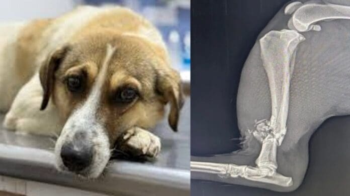 Señalan a Guardia Nacional por presuntamente disparar contra un perrito en Hidalgo