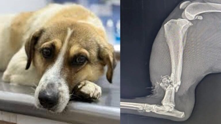 Señalan a Guardia Nacional por presuntamente disparar contra un perrito en Hidalgo