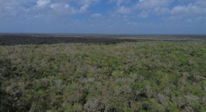 Greenpeace pide a la Semarnat publicar la prohibición contra Cemex para extraer material de la selva de Tulum.