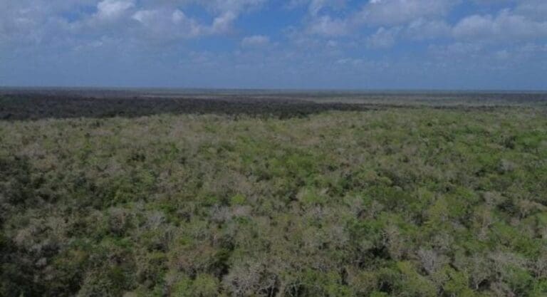 Greenpeace pide a la Semarnat publicar la prohibición contra Cemex para extraer material de la selva de Tulum.