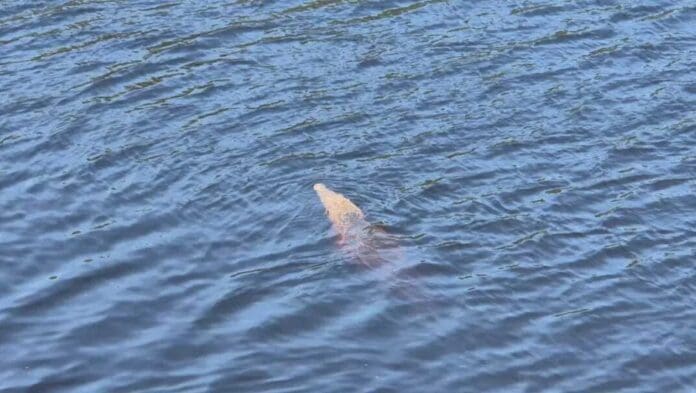 Niño de nueve años cae de un puente y es devorado por cocodrilos en Lázaro Cárdenas, Michoacán