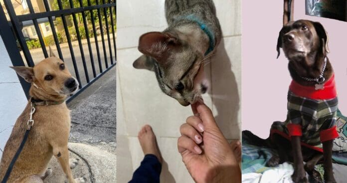 SimiPet abrirá más sucursales en CDMX y Edomex para cuidar la salud de las mascotas