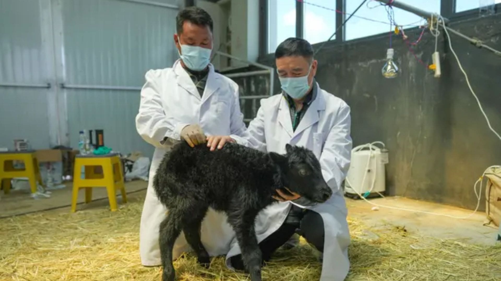 Logra China clonar al primer yak del mundo