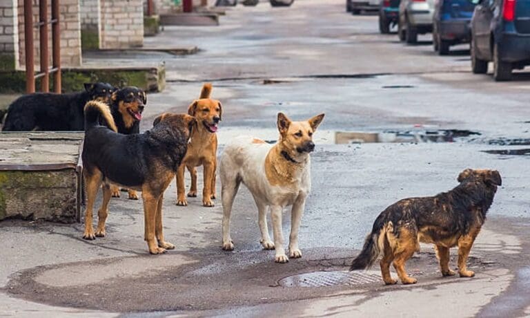 Rescatan a 11 perritos víctimas de maltrato en Edomex