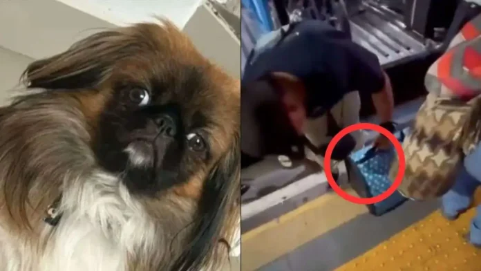 Perrito muere al viajar en el maletero de un autobús en Colombia
