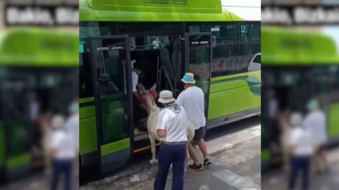 Video: Sujetos intentan subir una burra a un autobús en España; denuncian maltrato animal