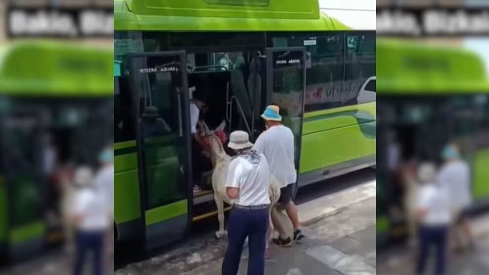 Video: Sujetos intentan subir una burra a un autobús en España; denuncian maltrato animal