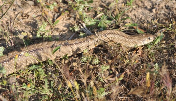 Niña de ocho años es hospitalizada tras ser mordida por una serpiente en Parras, Coahuila