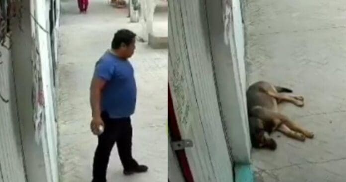 Un sujeto le arroja una piedra a un perrito que dormía en Santiago Miahuatlán, Puebla. Al parecer le molestó la presencia del can.
