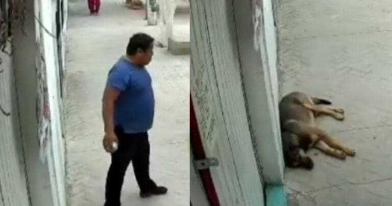 Un sujeto le arroja una piedra a un perrito que dormía en Santiago Miahuatlán, Puebla. Al parecer le molestó la presencia del can.