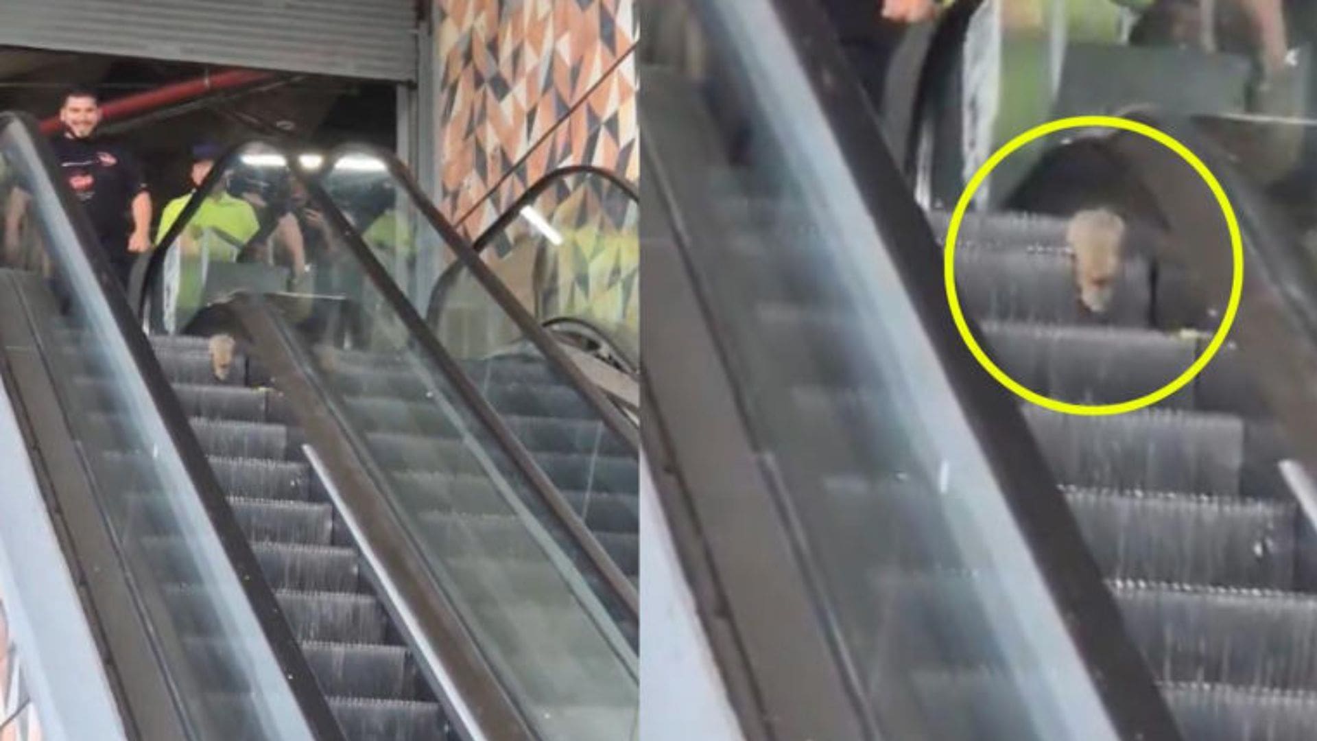 Video: Rata intenta huir de un mercado y queda atrapada en las escaleras eléctricas en Guadalajara, Jalisco