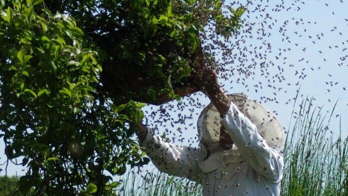 Hombre es atacado por enjambre de abejas en Coahuila