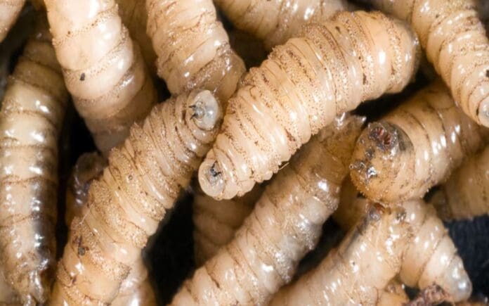 Confirman primera muerte humana por gusano barrenador del ganado en México