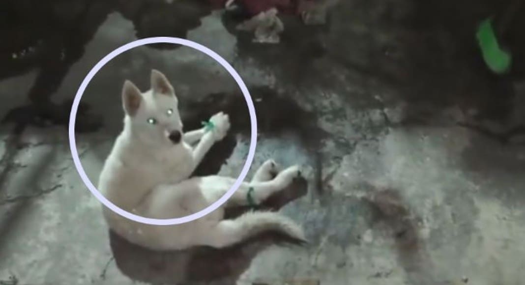 Video: Perro es amarrado del hocico y las patas en Azcapotzalco, Cdmx