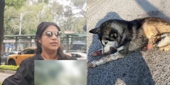 Denuncian que una mujer atropelló a perrito husky en Reforma en la Cdmx; se echó de reversa para rematarlo.