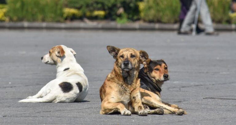 Hallan a tres perritos víctimas de maltrato en Edomex; uno estaba muerto