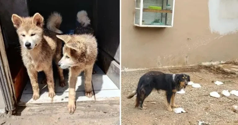 Rescatan a cinco perros abandonados en Ensenada, Baja California