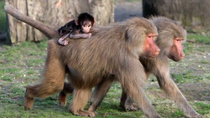 Sacrifican a 12 babuinos de un zoológico por falta de espacio en Alemania