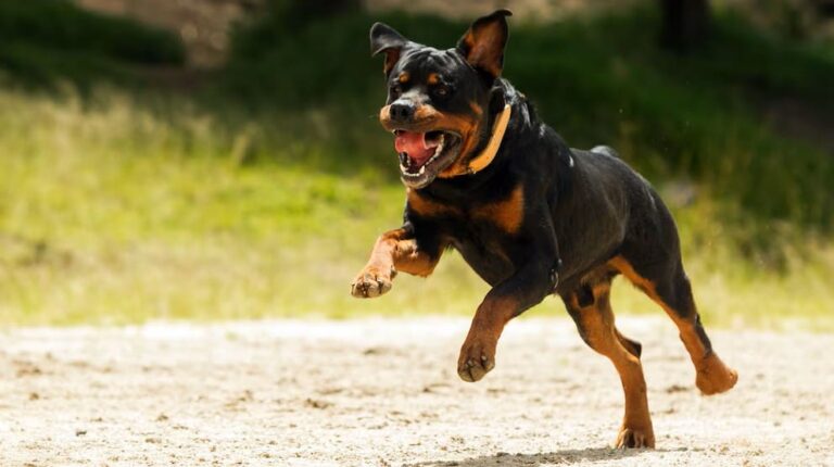 Perro rottweiler mata a mordidas a un niño de nueve años en Francia