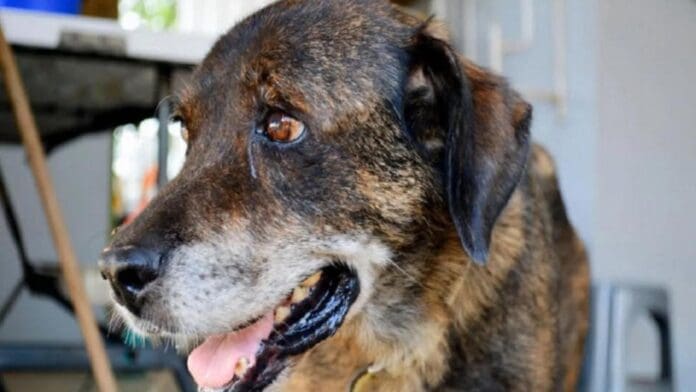 Sujeto ebrio entra a casa de adulto mayor y golpea a su perro con un machete en Culiacán, Sinaloa