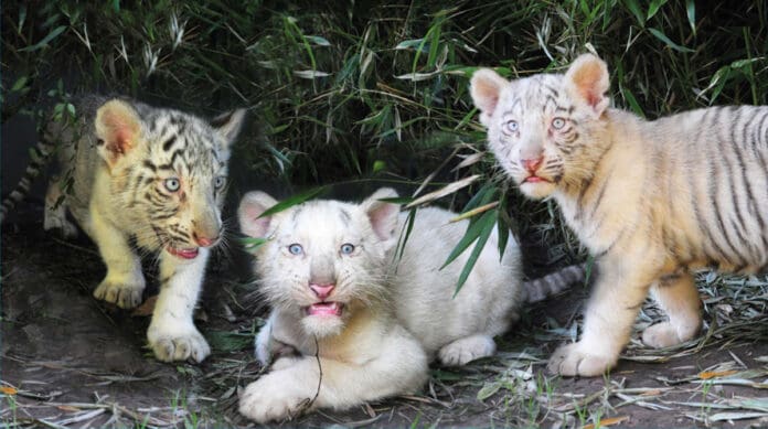 Sacrifican a tigres recién nacidos que fueron abandonados por su madre en Alemania