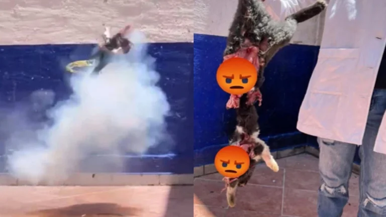 Estudiantes hacen explotar a un gato con pirotecnia en Guanajuato