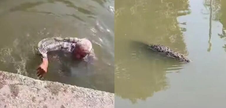 Video: Salvan a adulto mayor de ataque de cocodrilo en Canal de la Cortadura, Tampico