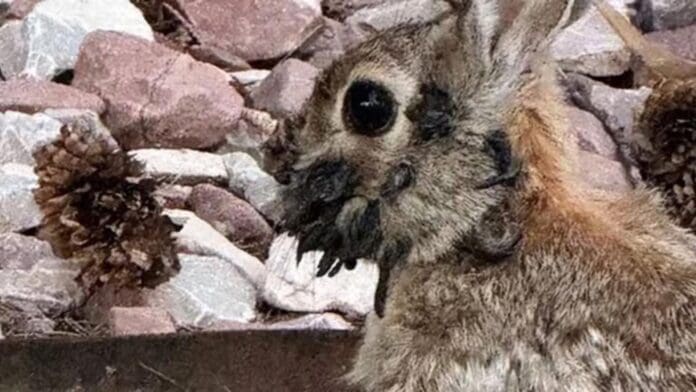 Hallan conejos salvajes con 