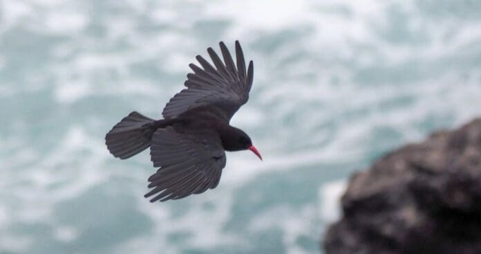 Histórica ave que se creía extinta vuelve a sobrevolar el sureste de Inglaterra