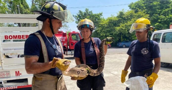Bomberos capturan boa constrictor de 2 metros que intentaba comer un gatito en Veracruz