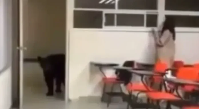 Oso entra a un salón de clases en Monterrey, Nuevo León