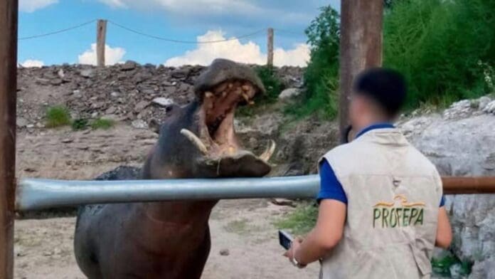 Aseguran a tres animales exóticos de un predio en Hidalgo; entre ellos un hipopótamo
