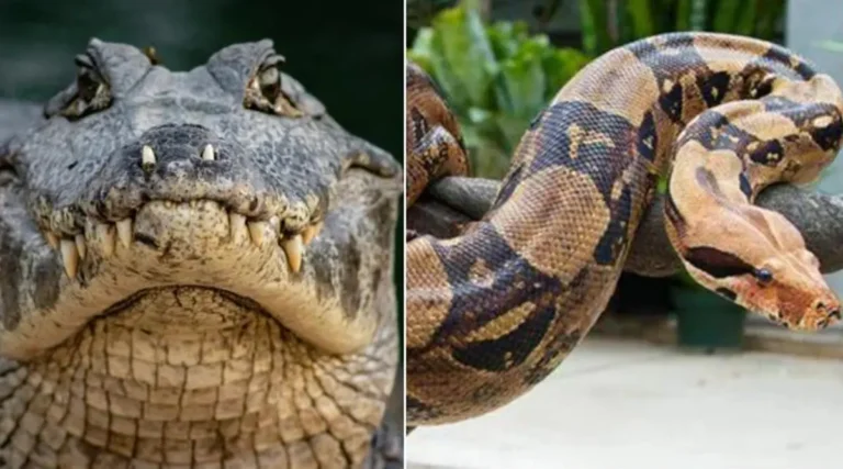 Roban cocodrilo y boa de un zoológico en Veracruz