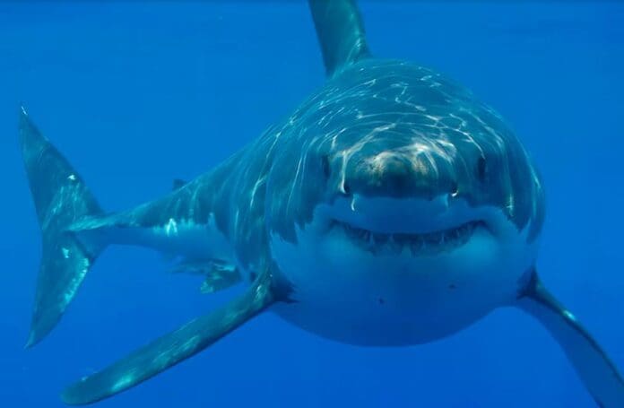 Video: Surfista sobrevive milagrosamente al ataque de un tiburón en playa de Australia