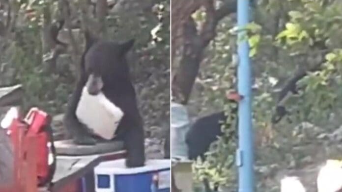 Video: Oso abre hielera y se roba la carne de una familia en Nuevo León