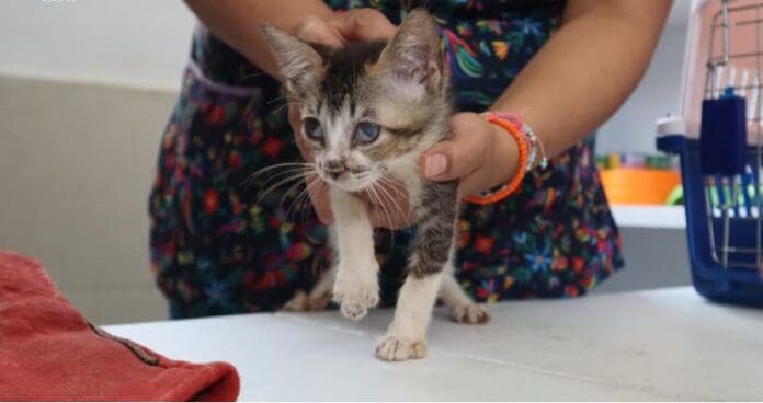 Rescatan a 65 gatos que eran maltratados en Álvaro Obregón, CDMX