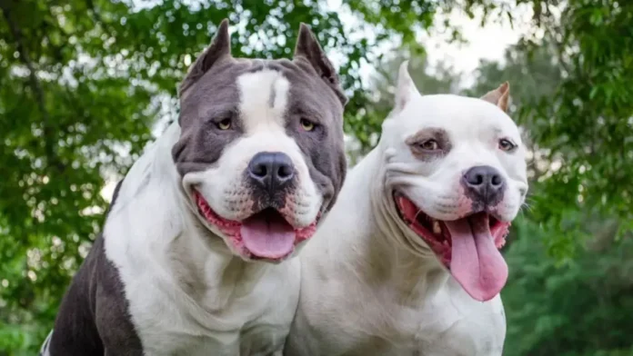 Hospitalizan a niño tras ser mordido por dos pitbulls en Florida, Estados Unidos