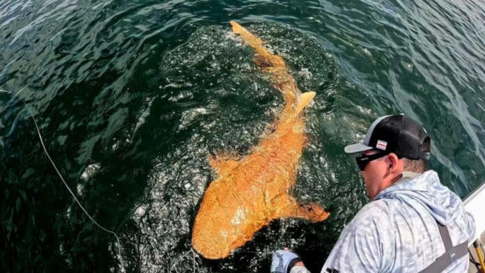 Hallan extraño tiburón de piel naranja y ojos blancos en Costa Rica