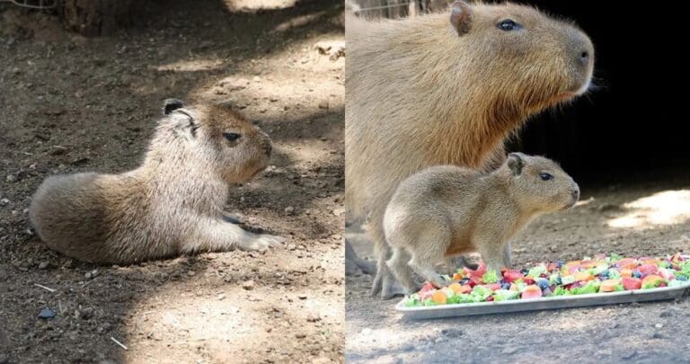 Video: Visitantes enloquecen con el nacimiento de un capibara en Bioparque Estrella, Nuevo León