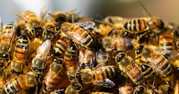 Muere adulto mayor tras sufrir ataque de abejas en Morelos