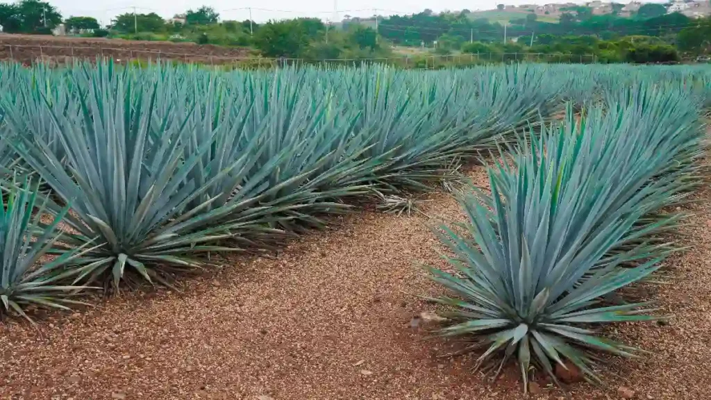Tu aventura puede trasladarse al Pueblo de Tequila.