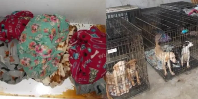 Encuentran muertos a 21 perros en un centro de cuidado en Nueva York, Estados Unidos