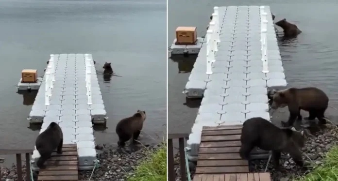 Osas de familias distintas conviven sin pelear en Rusia