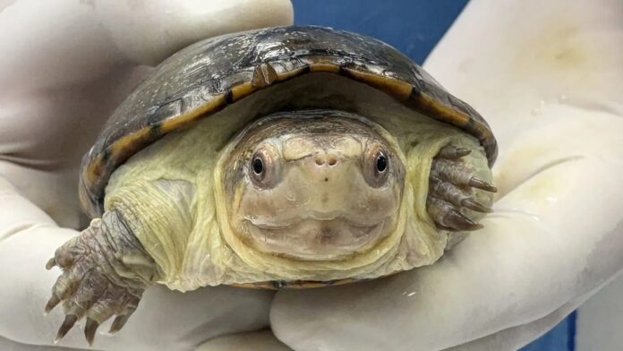 Nace ejemplar de la tortuga más pequeña del mundo en zoológico de Guadalajara, Jalisco