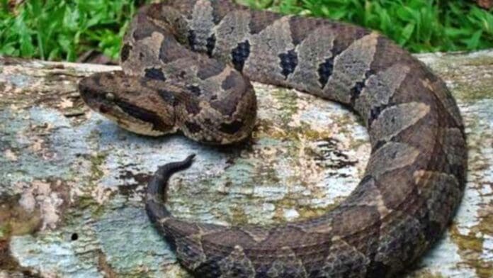 Niña de seis años es atacada por una serpiente nauyaca en Felipe Carrillo Puerto, Quintana Roo