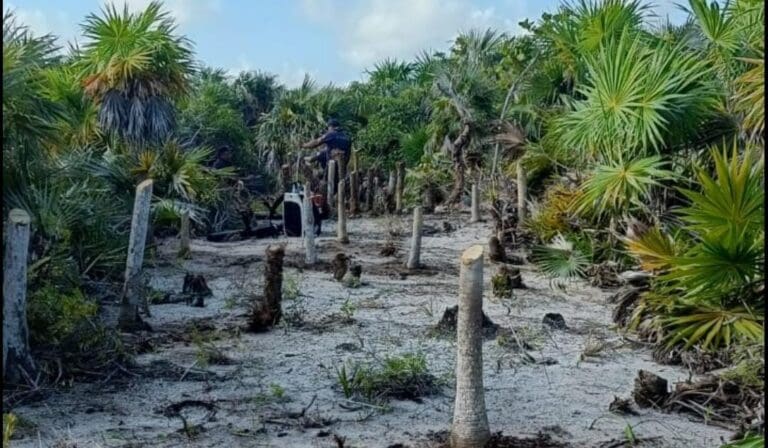 Incendio en Holbox ha afectado cerca de 150 hectáreas; aún permanece activo