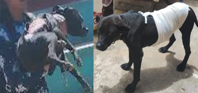 Perrita es atacada con agua hirviendo en Puebla