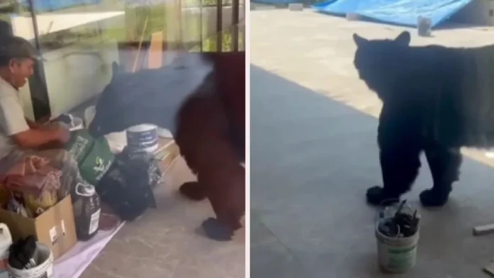 Oso intenta robarle la comida a un trabajador en Monterrey, Nuevo León